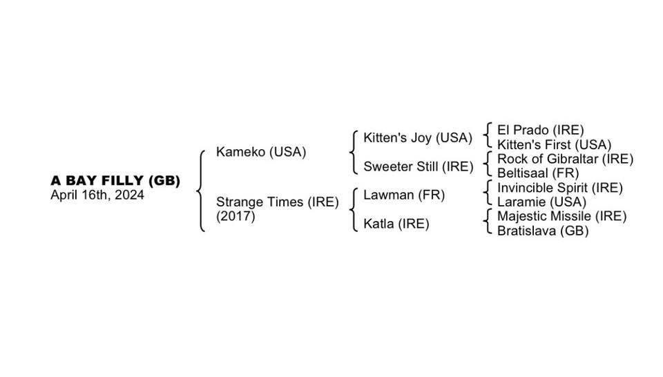 Kameko X Strange Times Filly