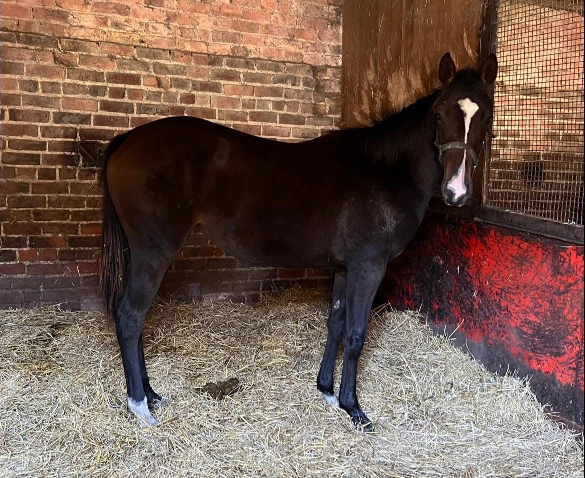 Kameko X Strange Times Filly