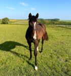 Kameko X Strange Times Filly