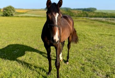 Kameko X Strange Times Filly