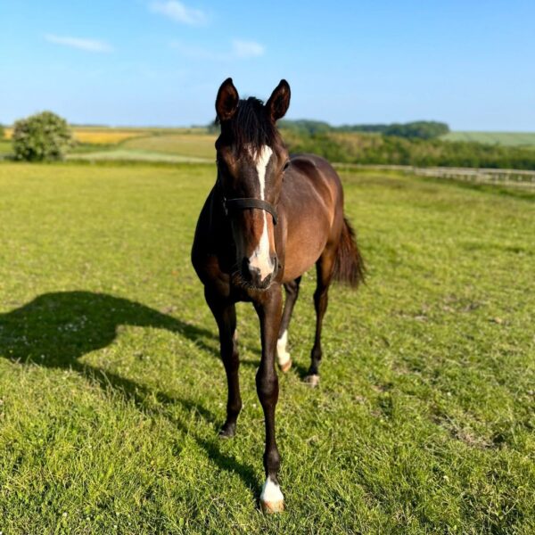 Kameko X Strange Times Filly