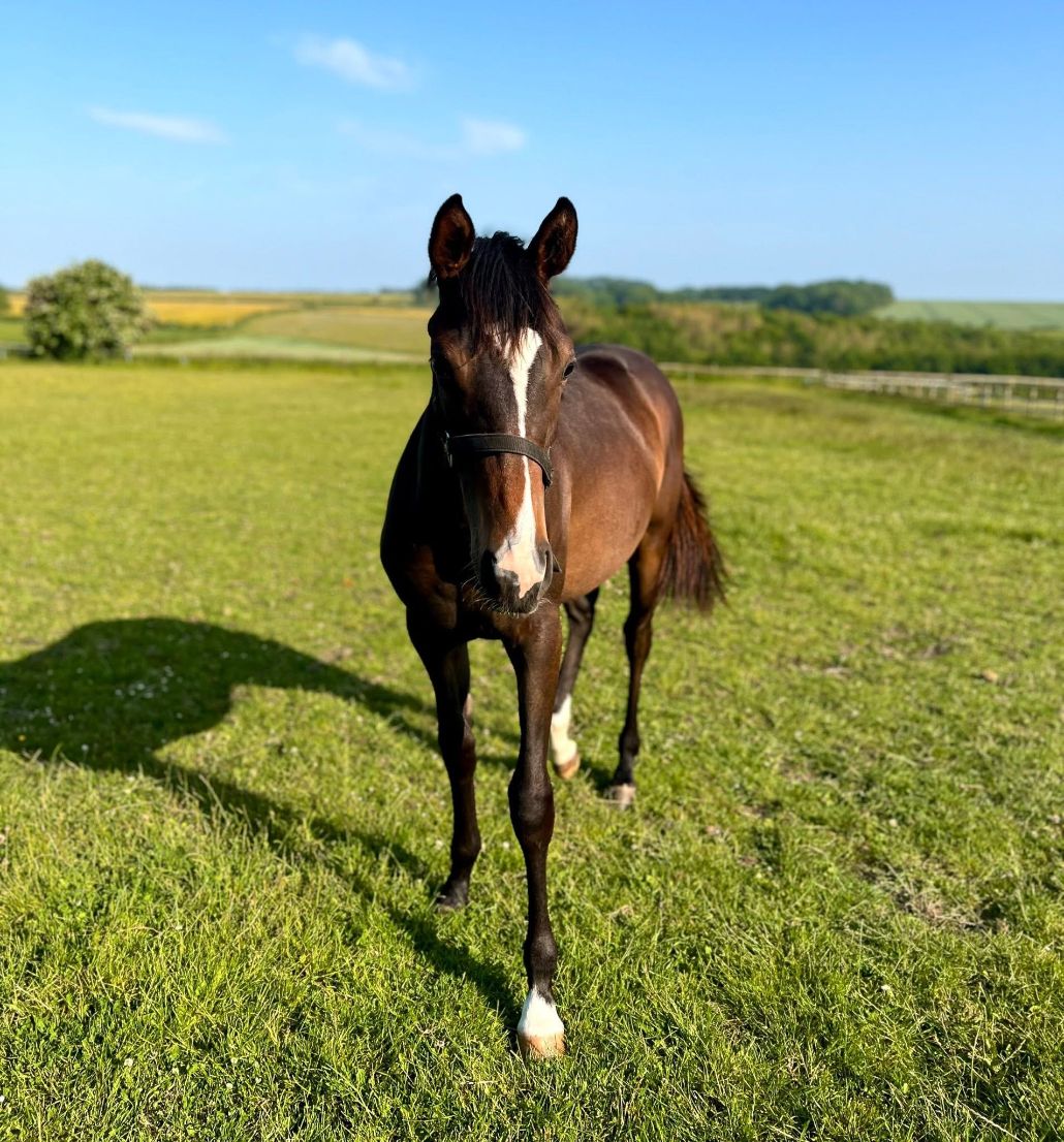 Kameko X Strange Times Filly