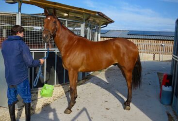 Sir Bobby Renewal 26/27