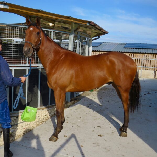 Sir Bobby Renewal 26/27